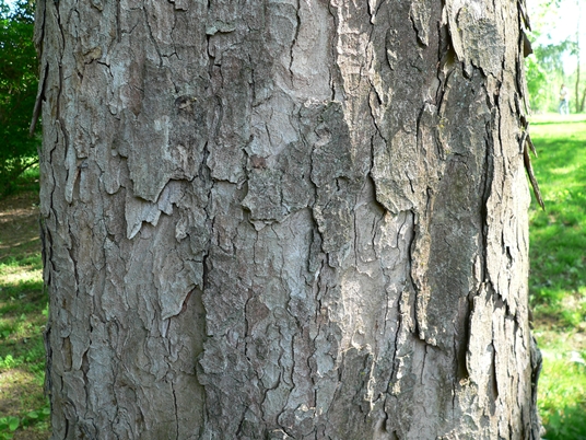 {Acer pseudoplatanus}